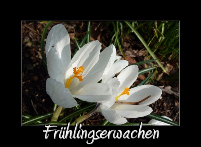 Frühlingserwachen1.jpg