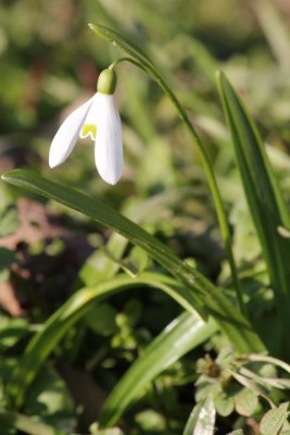 Schneegloeckchen.JPG