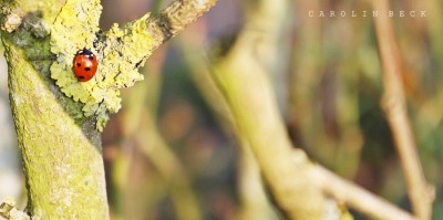 Marienkäfer.JPG