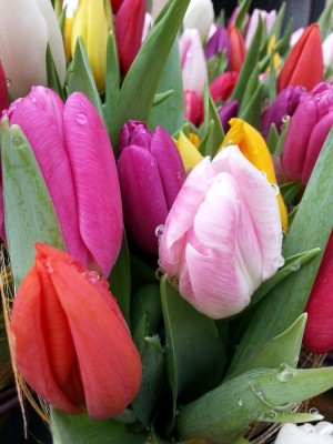 Tulpen_k.jpg