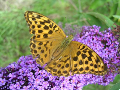 Schmetterling_14_klein.jpg