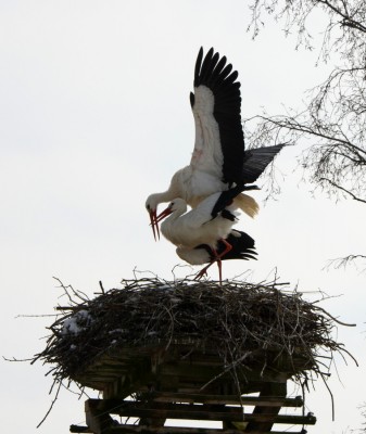 DSC_1625_Storchenpaar.jpg