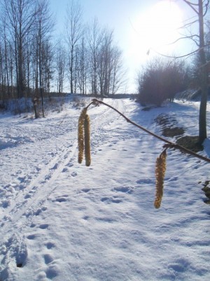 Betula.JPG