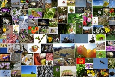 Challenge 03-2013 Frühlingserwachen.jpg