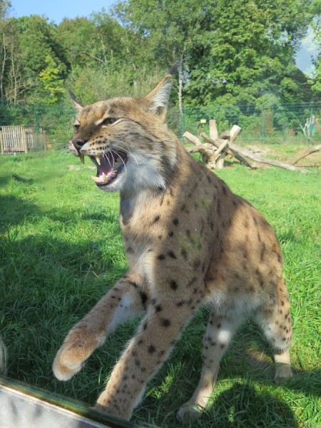 Luchs.JPG