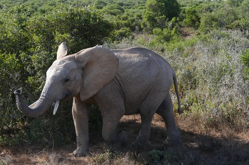 P1080908 (512x341).jpg