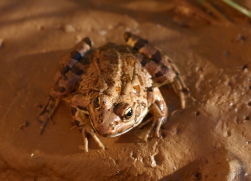 P1280858 (512x370).jpg