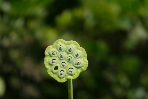 P1070897 (512x341).jpg