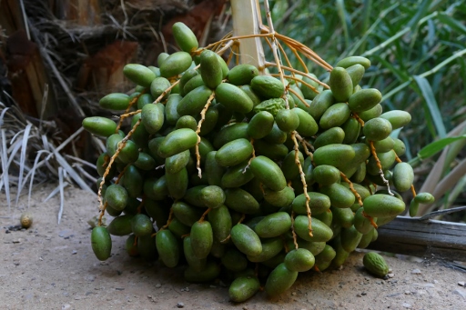 P1280822 (512x341).jpg