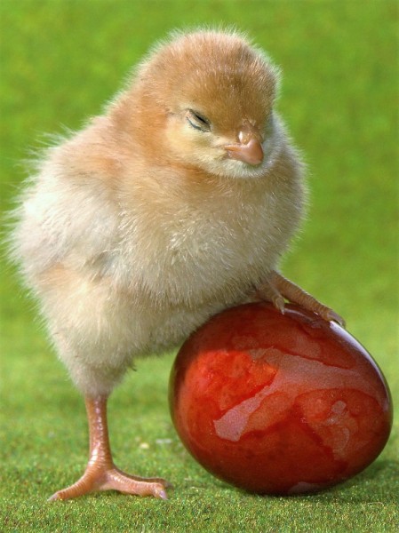 kueken0012m2 (2)w.jpg