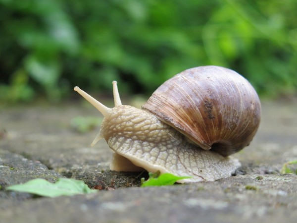 Schnecke.JPG