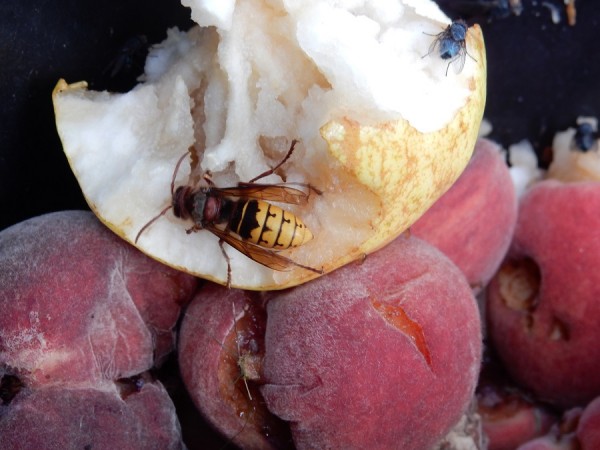 Insekten beim Fallobst-Snack.jpg