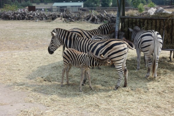 Zebra.JPG