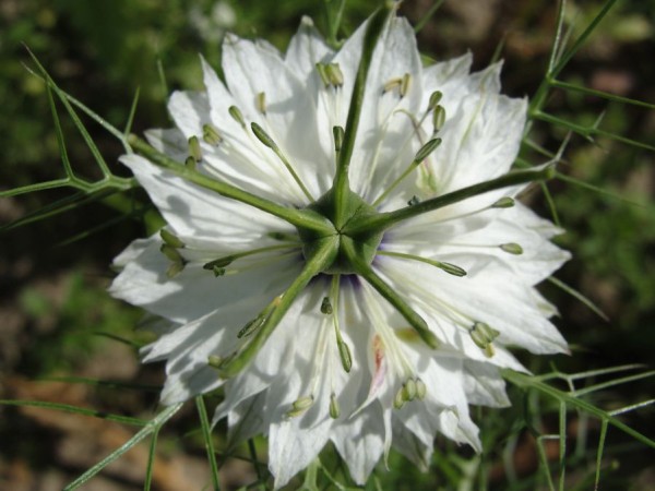 Jungfer im Grünen (Nigella damascena)899.jpg