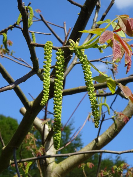 Walnussbaumblüte.JPG