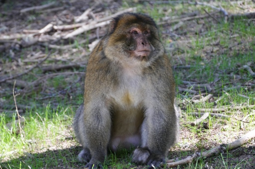 P1270587 (512x341).jpg