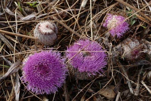 P1270172 (512x341).jpg