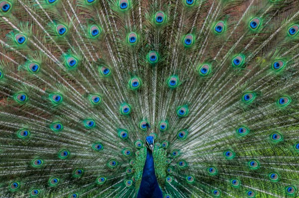 Pfau_099.jpg