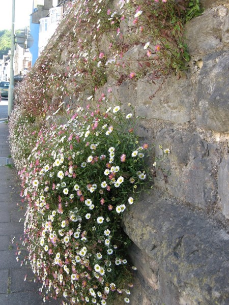 IMG_1751 (2).jpg675x900.jpg