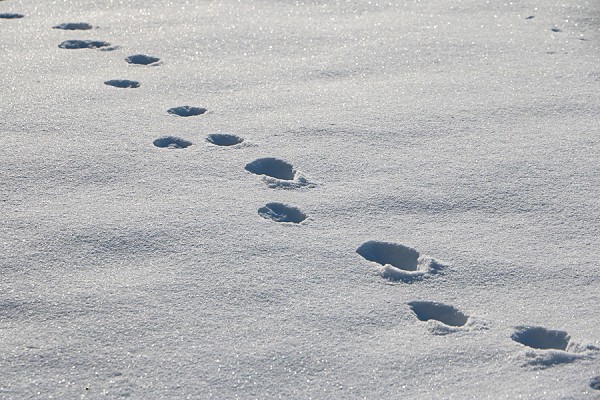 Spuren im Schnee.jpg