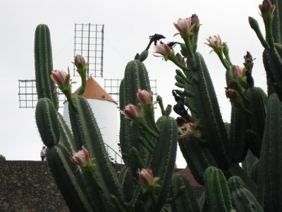 Kaktus mit Mühle.jpg