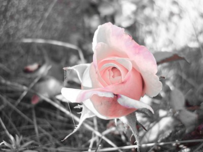 Rose zartrosa (1 von 1).jpg