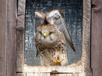 P1030503 f. Cewe.jpg