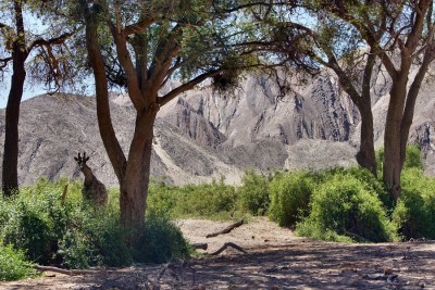 Giraffe im Hoanib.jpg