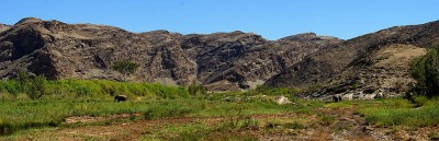 Wüstenelefanten im Hoanib river.jpg