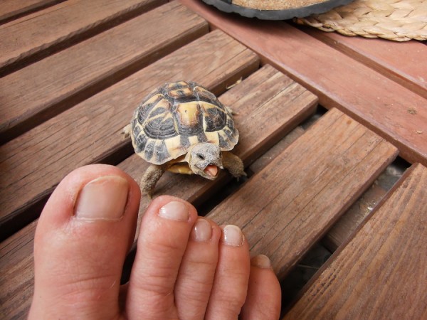 kleine Turtle-großer Hunger.jpg