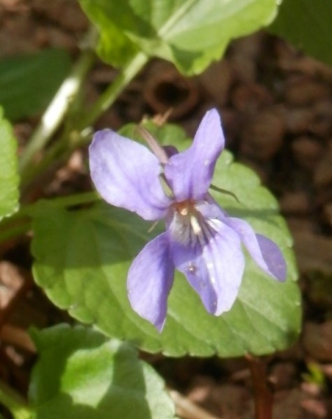 X-Mas-2 Veilchen.jpg