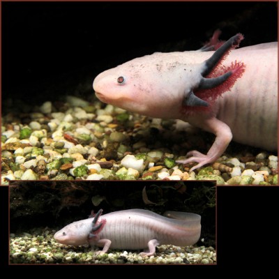 Axolotl.jpg