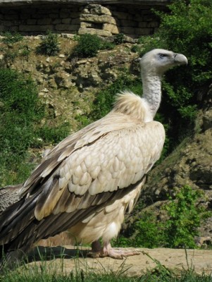 Geier im Wildpark in Bad Mergentheim.jpg