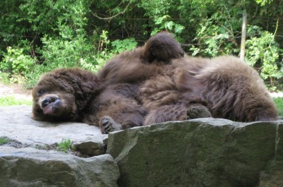 Braunbär beim Sonnen.JPG