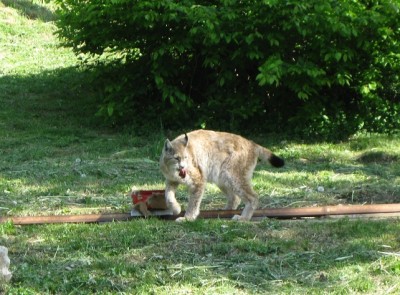 Der Luchs.JPG
