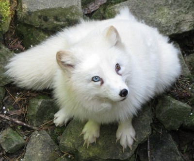 Der Polarfuchs hat zweierlei Augen...JPG
