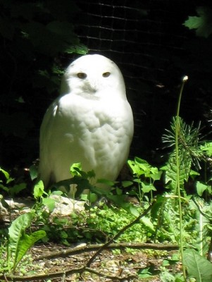 Die Schneeeule hat uns schon längst gesehen.JPG