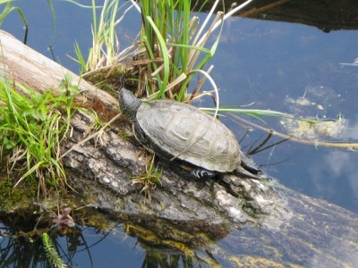 Sumpfschildkröte.JPG