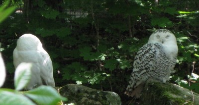 Zwei Schneeeulen.JPG