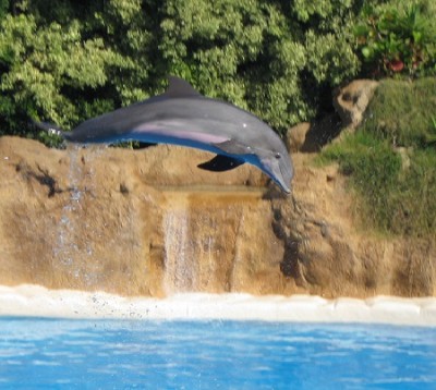 delphinschau.jpg