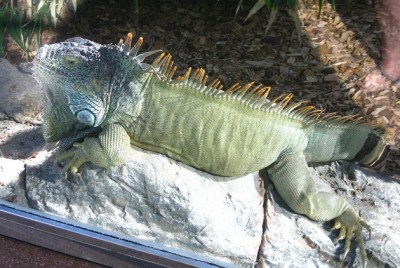 Echse auch im Loropark.jpg