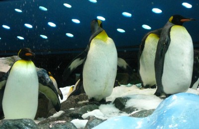 Pinguine im Loropark.jpg