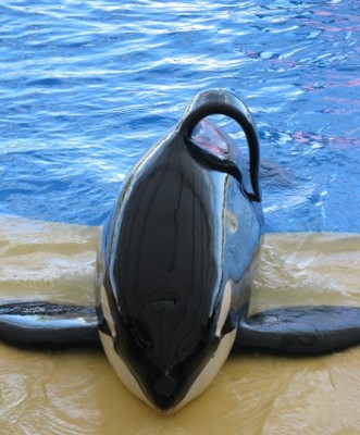 Orca 3.jpg