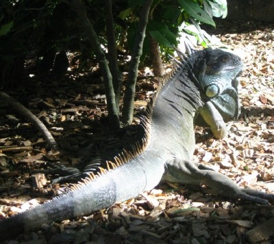 Echse im Loropark.jpg