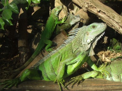 grüner Leguan.JPG