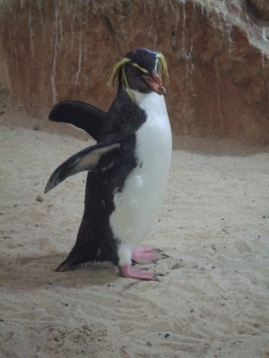 Pinguin.JPG