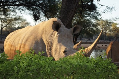 Breitmaulnashorn in der Omaruru-Country Lodge.jpg