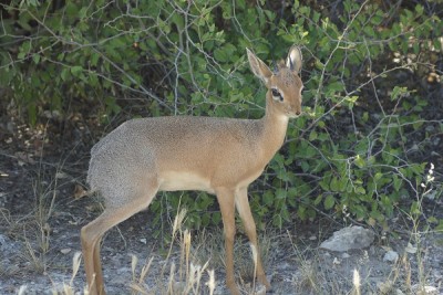 Dik Dik im Etosha Park.jpg