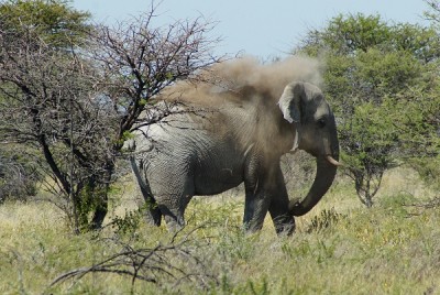 Elefant beim Staubbad.jpg
