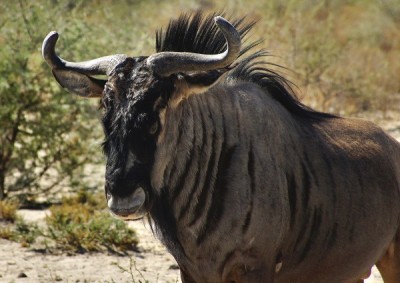 Gnu im Etosha Park.jpg